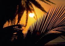 Silhouette of palm tree leaves with a setting sun in the background